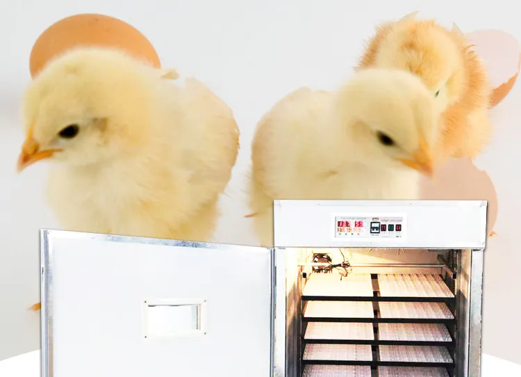 CE Approved Automatic Used Chicken Egg Incubator Hatcher Machine