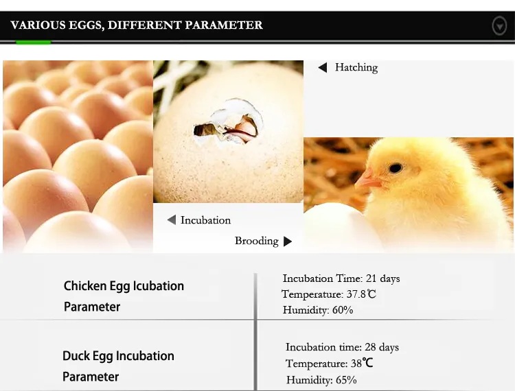 Newly Quail Chicken Incubator Hatcher Machine for Hatching